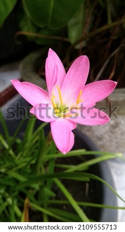Zephyranthes minuta or Zephyranthes grandiflora, one of the flora in North America.