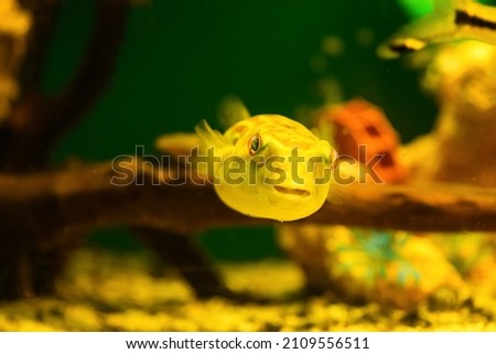 Tetraodon Fahaka fish swims in aquarium on green background (Tetraodontidae) Royalty-Free Stock Photo #2109556511
