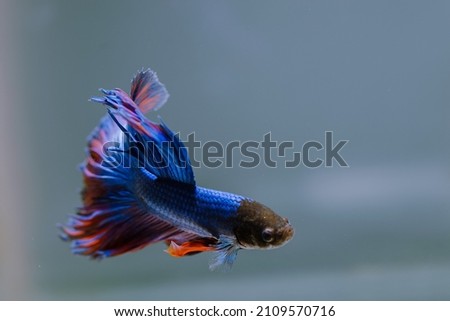 beautiful ornamental betta fish,
with blur background