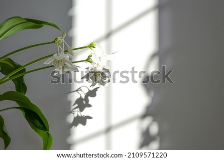Eucharis green leaves for composition design. Plant in pot tropical leaves background on grey background. Daylight, harsh shadows