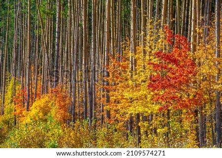 Autumn landscape, deciduous forest. Our autumn photo gallery is full of landscapes showcasing beautiful autumn colors from many areas