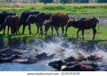 Pictures of buffalo in farm from Turkey
