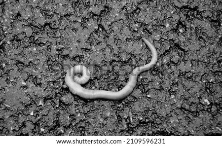 Red earthworm it live bait for fishing isolated on dark background, photography consisting of striped gaunt earthworm at asphalt, natural beauty from nature is live organism in body insect earthworm Royalty-Free Stock Photo #2109596231