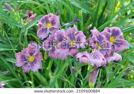 Blooming daylily, Hemerocallis 'Little Blue Gem' Royalty-Free Stock Photo #2109600884