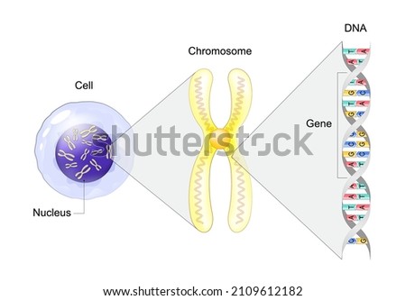 Structure of Cell. From Gene to DNA and Chromosome. genome sequence. Molecular biology. Vector illustration Royalty-Free Stock Photo #2109612182