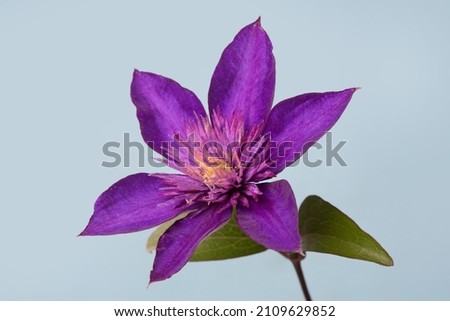 Dark purple clematis flower isolated on pale blue background.