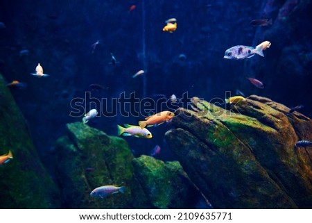 Colorful fishes in the deep under water, sea fish in zoo aquarium, close up Royalty-Free Stock Photo #2109635771