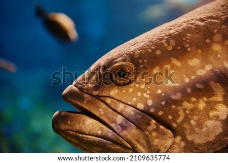 Grouper fish in the deep under water, sea fish in zoo aquarium, close up Royalty-Free Stock Photo #2109635774