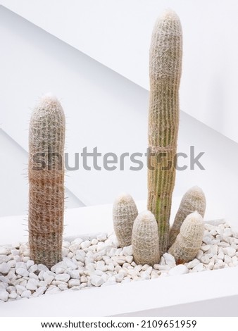 Cacti close-up on white wall background. Minimal floral botanical aesthetic wallpapers