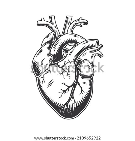 Human heart anatomically hand drawn line art. vintage Flash tattoo or print design vector illustration. Royalty-Free Stock Photo #2109652922