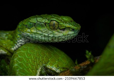 Professional portrait of large-scaled pit viper from Munnar, Kerala, India with a black background with diffused lighting and no glare.