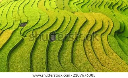 aerial view of rice fields planted in steps Royalty-Free Stock Photo #2109676385