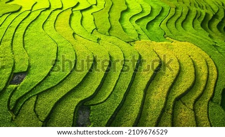 aerial view of rice fields planted in steps