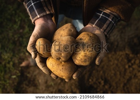 Cinematic close up shot of mature farmer's hands showing heap of fresh raw potatoes harvested at the moment on countryside agricultural bio and eco farming cultivation field garden. Royalty-Free Stock Photo #2109684866
