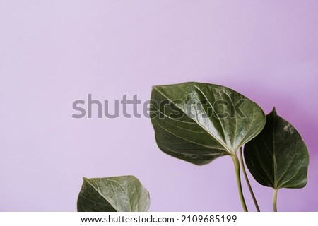 Close-up three green leaves of anthurium plant on lilac isolated background