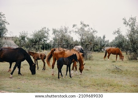 horses graze on the farm animals summer nature 