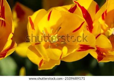 Front top photo of a yellow tulip blossom in spring, large format