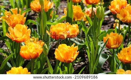 Spring blossoming yellow tulips, bokeh flower background with  selective focus, large format