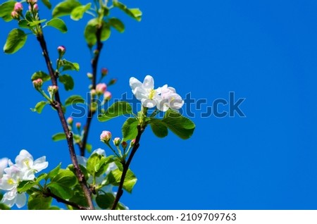 blossoming branches of an apple tree against the sky. High quality photo