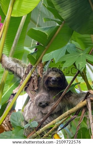 Portrait of Sloth three toed, Bradypus tridactylus, female with cub. Costa Rica 
