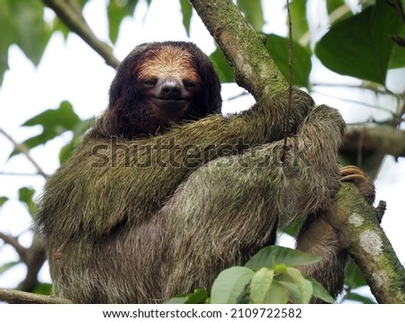 Portrait of Sloth three toed, Bradypus tridactylus, looking up from the height of a tree. Costa Rica 