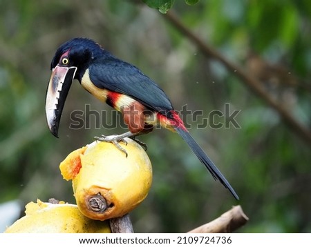 Collared aracari, Pteroglossus torquatus, picks up pulp from papaya .Costa Rica 