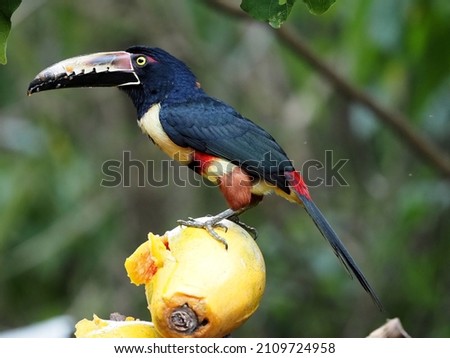 Collared aracari, Pteroglossus torquatus, picks up pulp from papaya .Costa Rica 