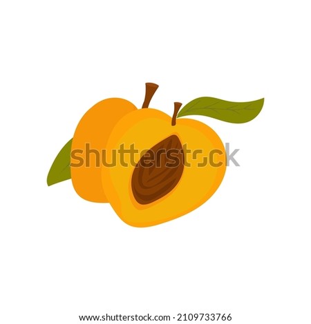 apricot with a leaf. Half with bone. cartoon clip-art isolated on white background. Sectional fruit. Two fruits.  Vector illustration, hand drawn