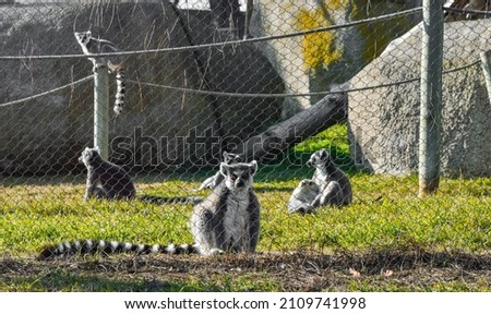lemur catta in cage with his family