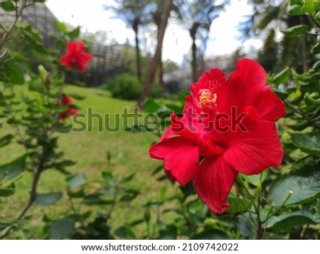 Red Hibiscus flowers in bloom. Hibiscus is a genus of flowering plants in the mallow family, Malvaceae