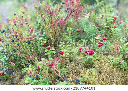 Cowberries, cranberries, foxberries, lingonberries and blueberry, huckleberry, hurtleberry on the one place growing in the forest in moss - beautiful plants background  Royalty-Free Stock Photo #2109744101
