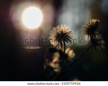 dandelions in the background light a picture for the text the setting sun through the trees a flower in the autumn forest
