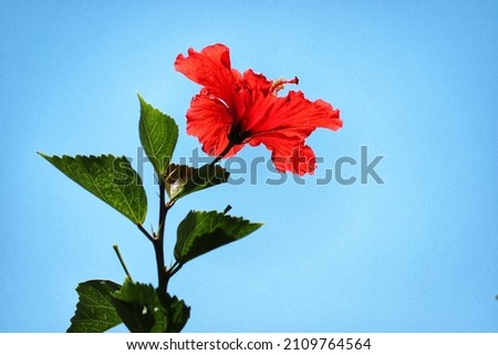 The beauty of the Hibiscus flower, a woody, fibrous shrub, up to 5 meters high.
