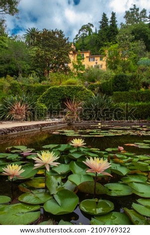 Blossom lilies grow up  in pond in the garden near hill with small cottage on top. Menton, France