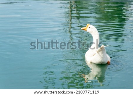 White color goose swimming in lake background