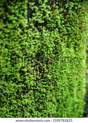 Green moss on the wall of the house