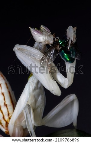 A close up portrait macro shot of a sub adult female Orchid Praying Mantis, sitting on a leaf, feeding on a fly.