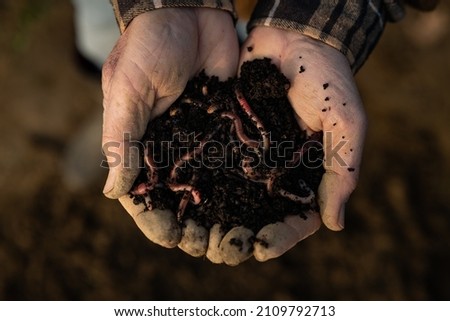 Cinematic close up shot of mature farmer hands showing group of earthworms with ground to prepare composting for soil with insects humus for seeding and seedlings planting for future harvest.