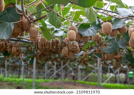 Well-cooked kiwis are hanging. Kiwi cultivation high resolution picture.