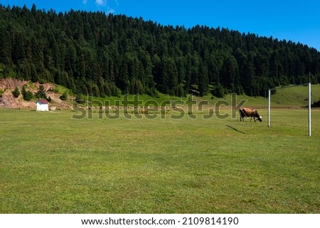 Cattle grazing green fields, horizontal photo