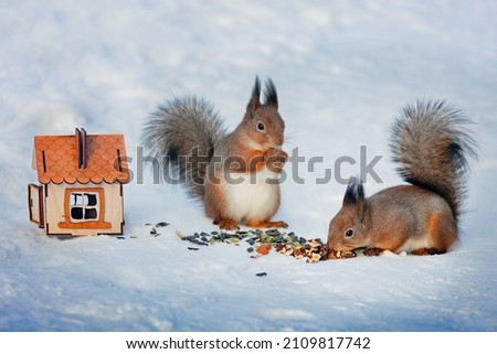 two squirrels eat seeds and nuts in the winter forest on the snow next to the feeder of a wooden house, cold winter, care for wild animals