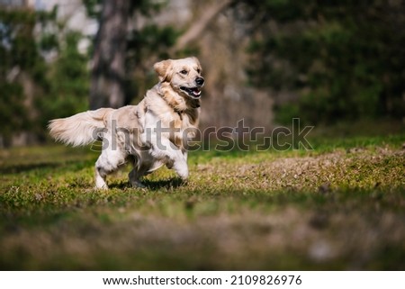 Cheerful golden retriever runs after a ball in the park. Happy dog runs after a toy