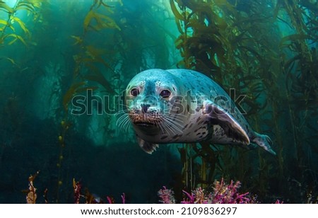 Seal undersea portrait. Seal phoca sea underwater Royalty-Free Stock Photo #2109836297