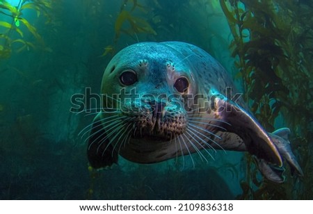 Seal portrait underwater. Underwater seal portrait. Seal underwater scene Royalty-Free Stock Photo #2109836318