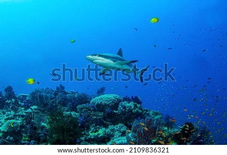 Shark in the deep blue sea underwater world