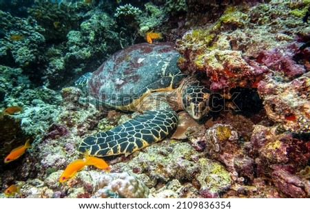 Underwater sea turtle. Sea turtle underwater. Underwater sea turtle view Royalty-Free Stock Photo #2109836354