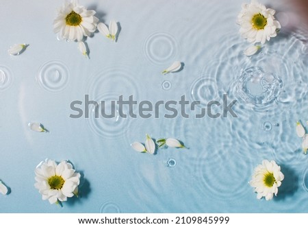 Fresh chamomile flowers and white petals on water surface with drop circles Royalty-Free Stock Photo #2109845999