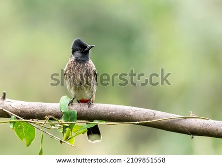 A red-vented bulbul relaxing on a branch inside a bush on the outskirts of bangalore