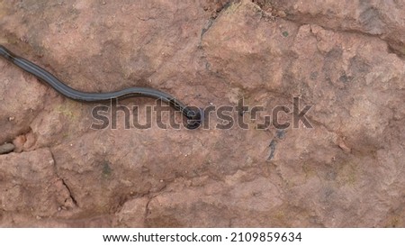 hammerhead worm on the ground