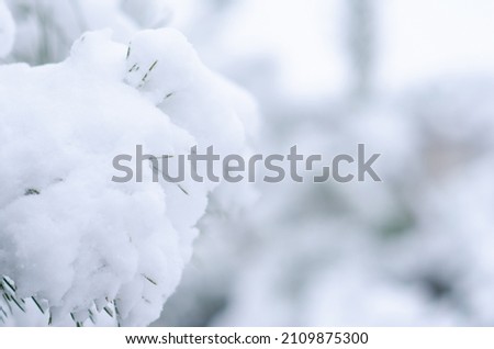 Winter background with pine needles. Snow-covered trees. Winter weather. Evergreen pines in the snow.